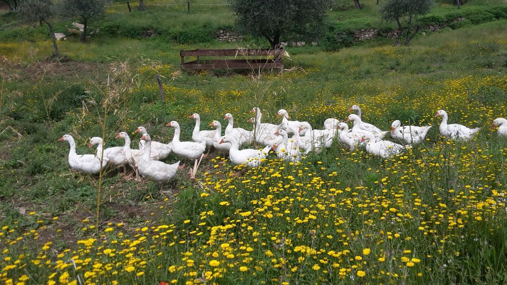 Agriturismo Villa Val D'Olivi Capodacqua  Kültér fotó
